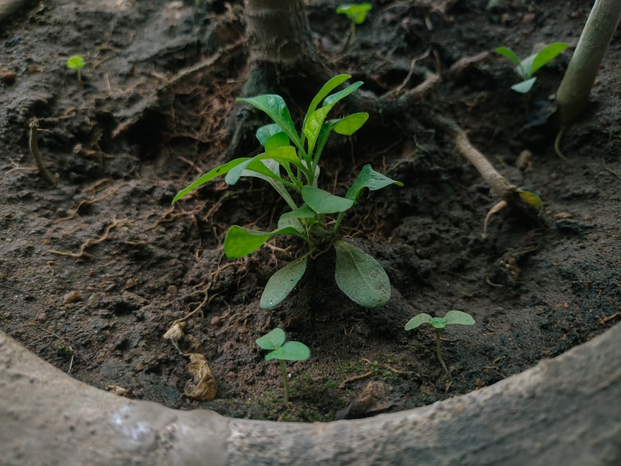 organic growth business