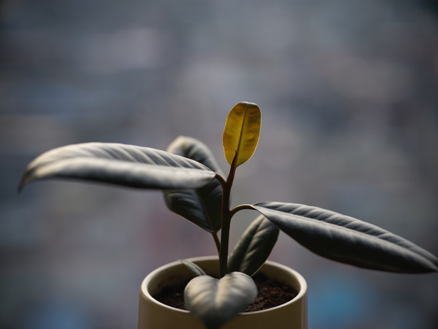 external growth strategies