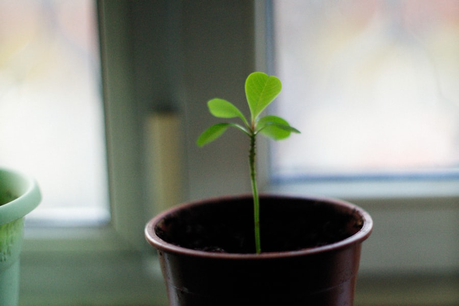 growth strategy examples