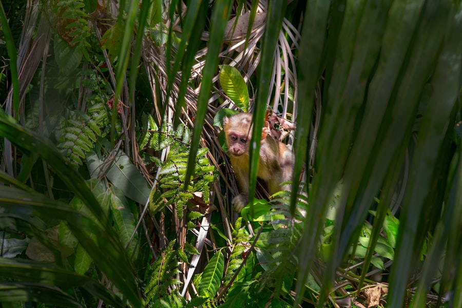 Photo jungle scout estimator