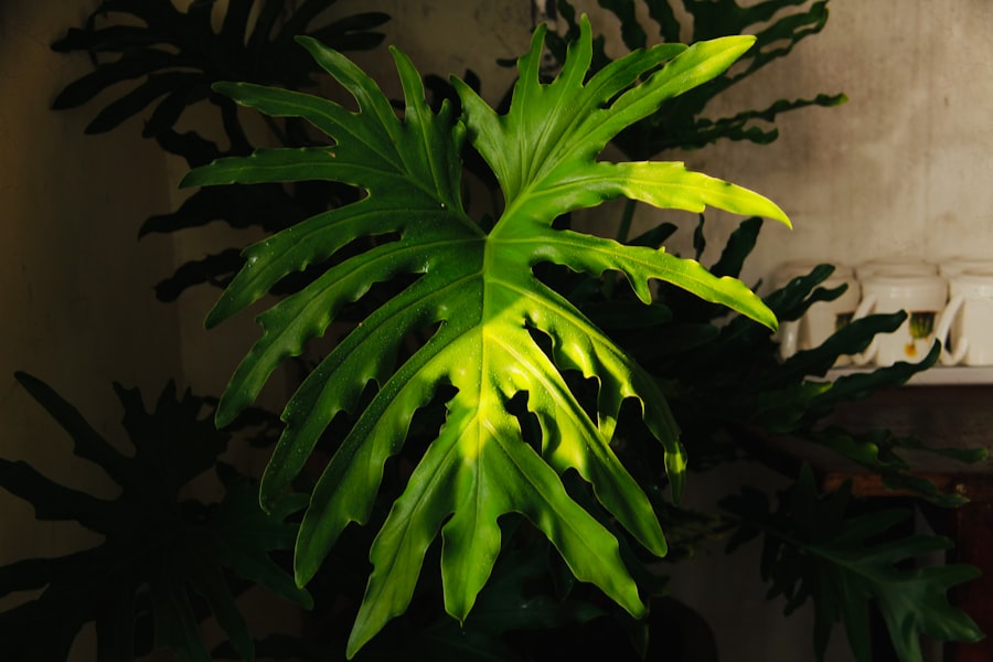 Photo jungle scout plugin chrome