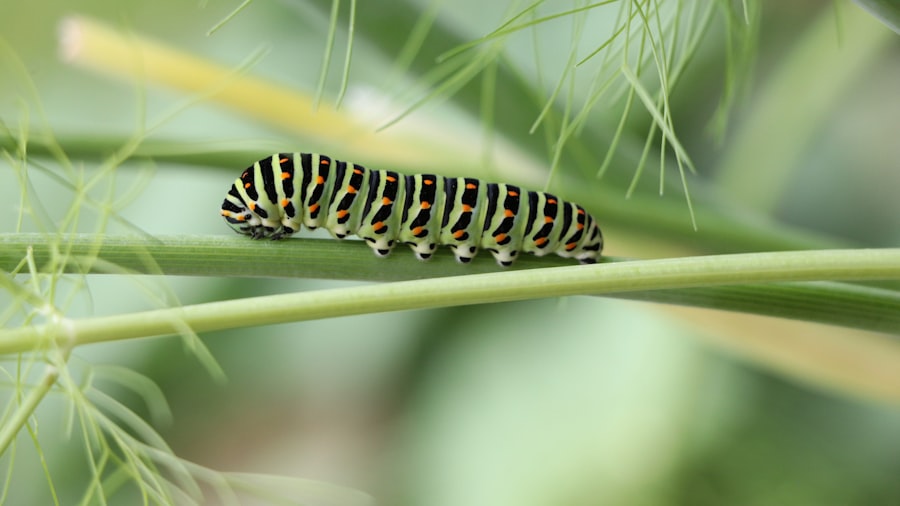 Photo caterpillar stock