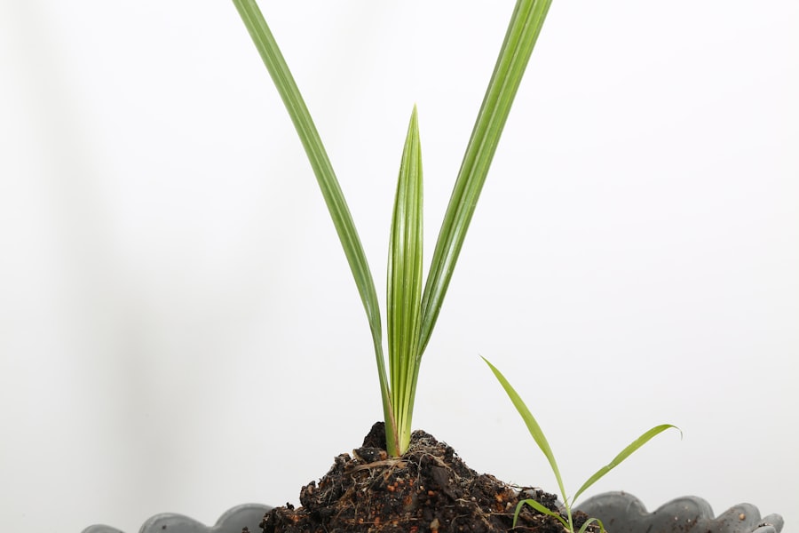 Photo external growth strategies