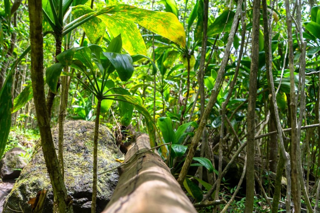 Photo jungle scout log in