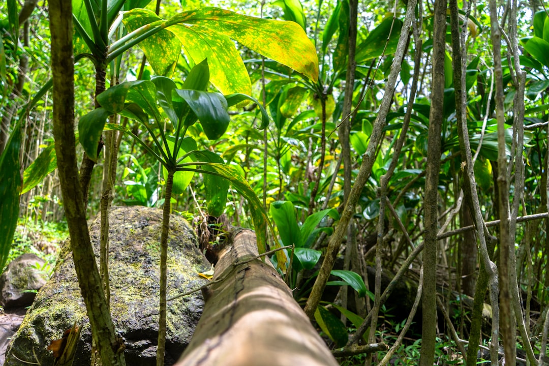 Photo jungle scout log in