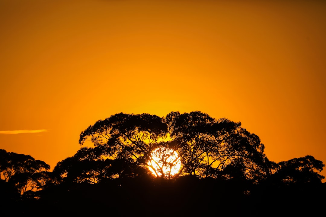 Photo sol de janeiro amazon