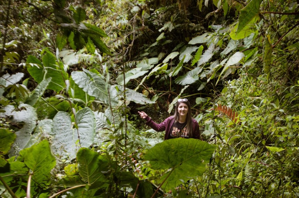 Photo jungle scout sales estimator