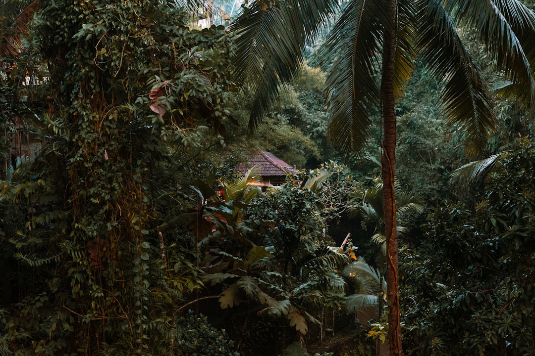 Photo jungle scout estimator sales