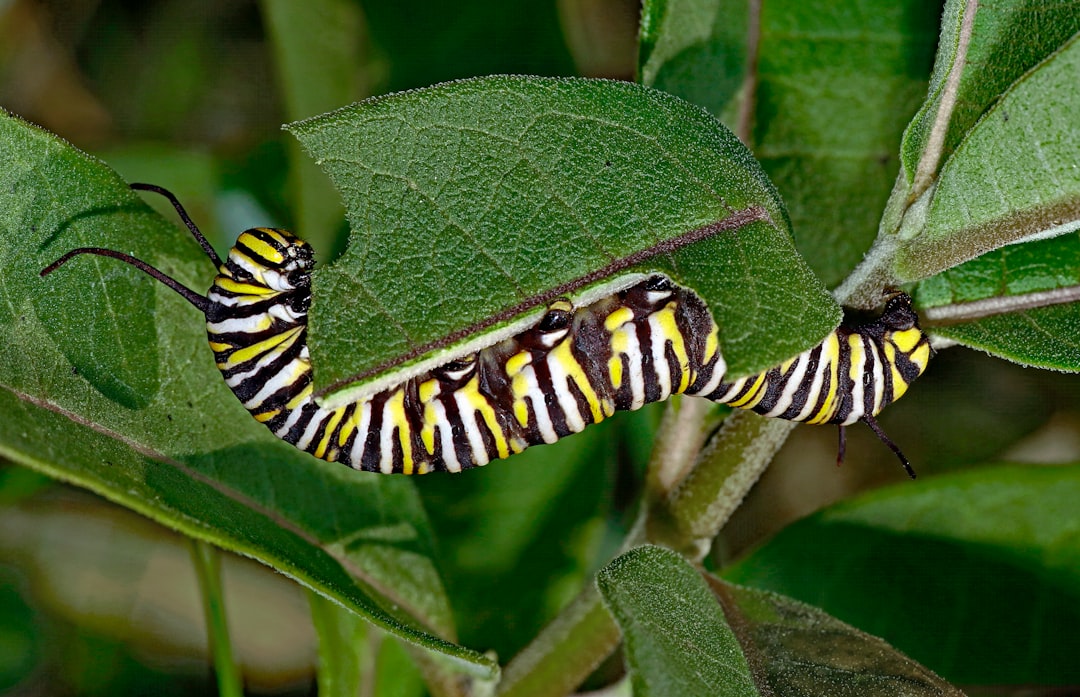 Photo caterpillar stock price