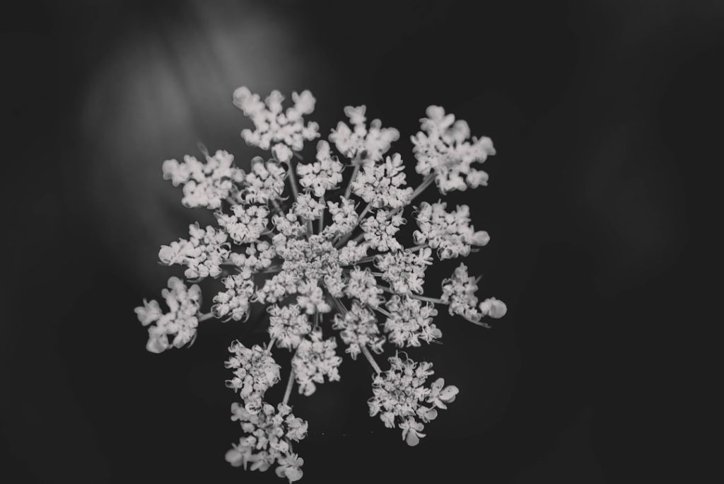 Photo snowflake stock