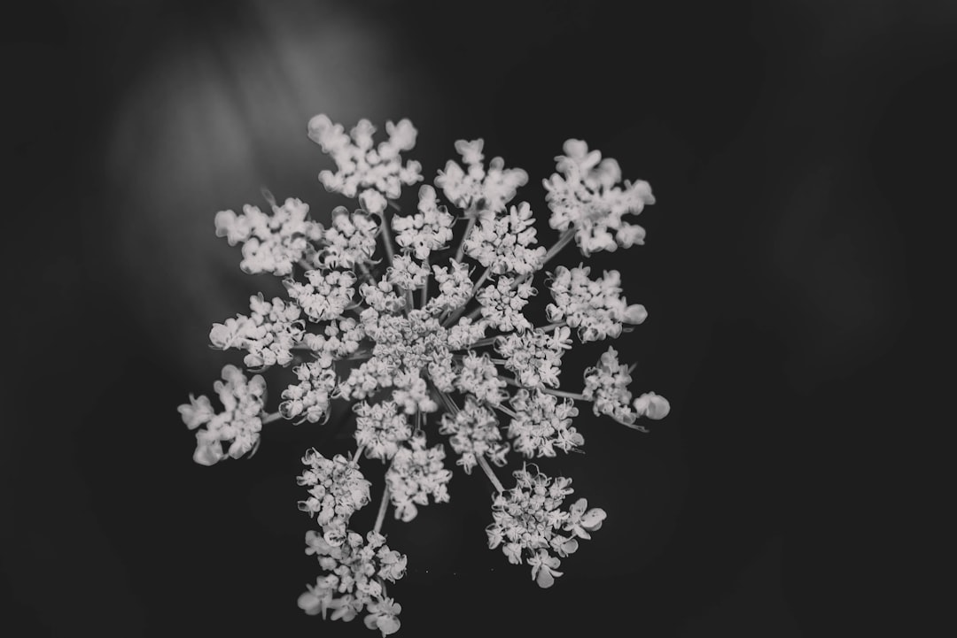 Photo snowflake stock