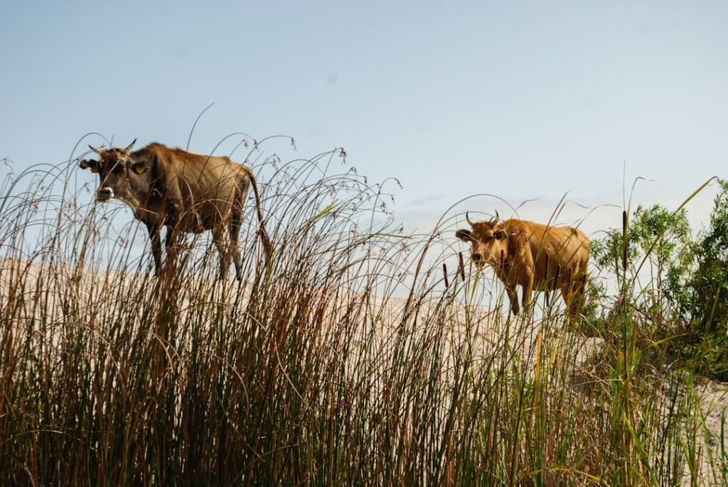 Photo wolfspeed stock