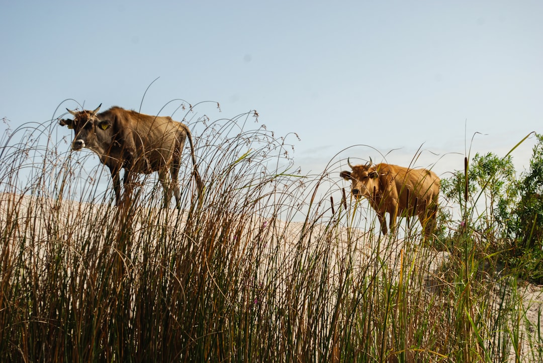 Photo wolfspeed stock