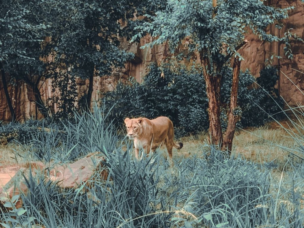 Photo wolfspeed stock