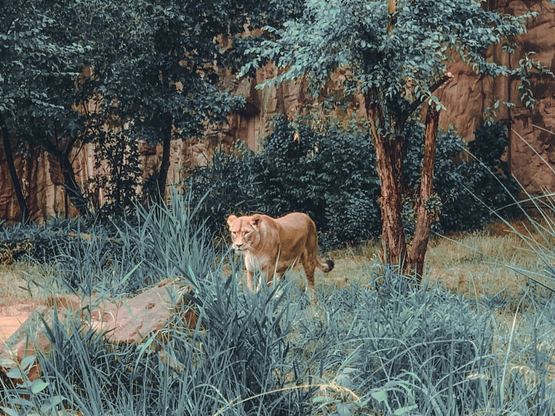 Photo wolfspeed stock