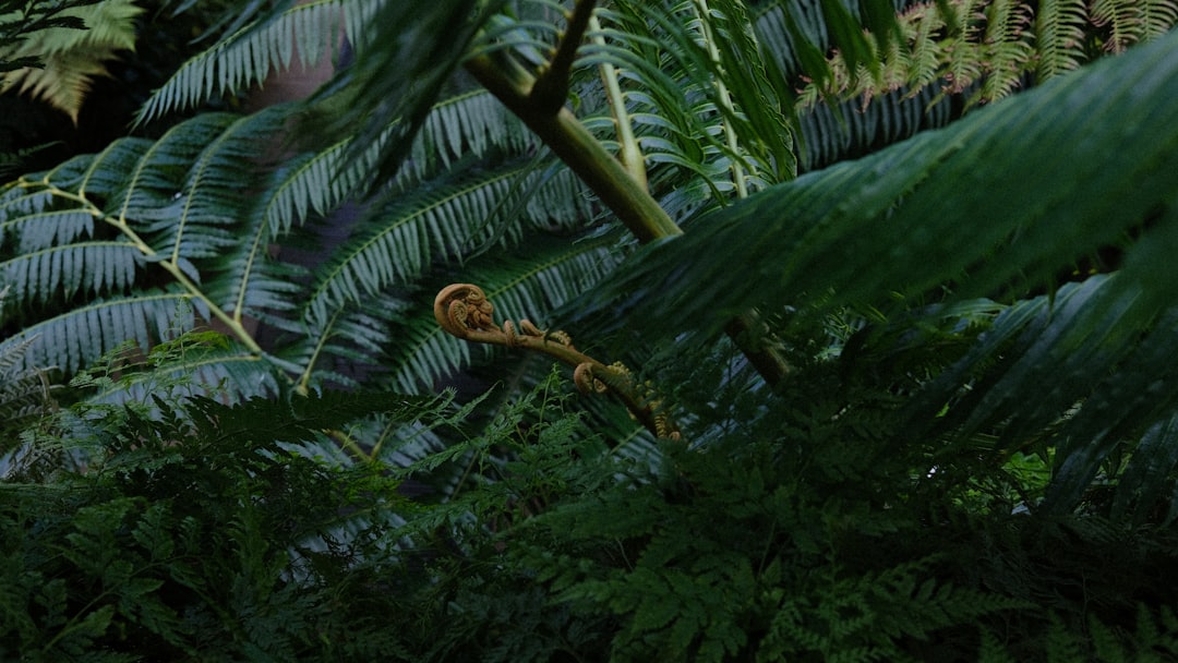 Photo jungle scout estimator