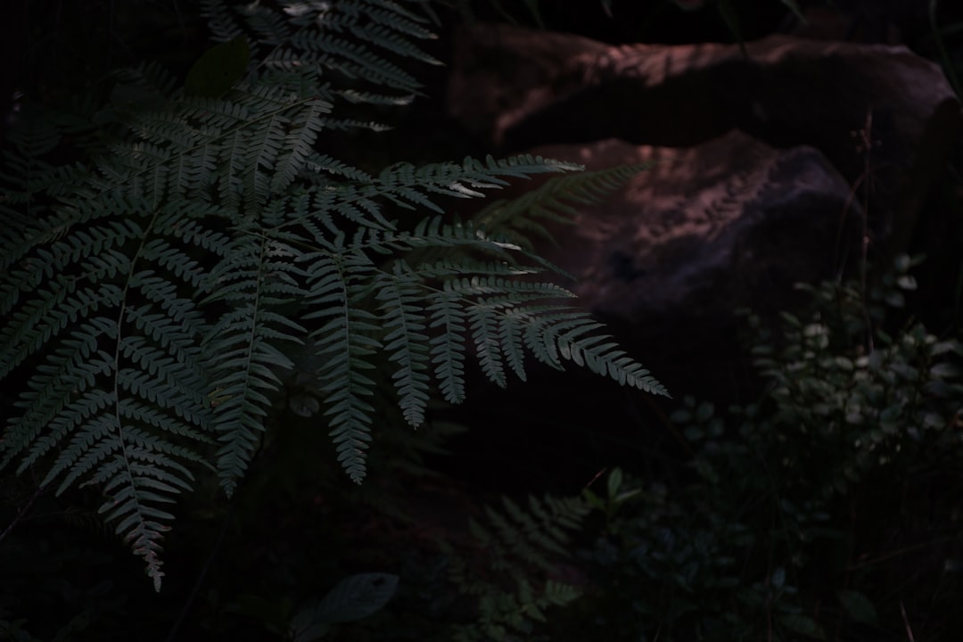 Photo jungle scout chrome plugin