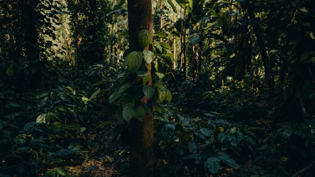 Photo jungle scout amazon