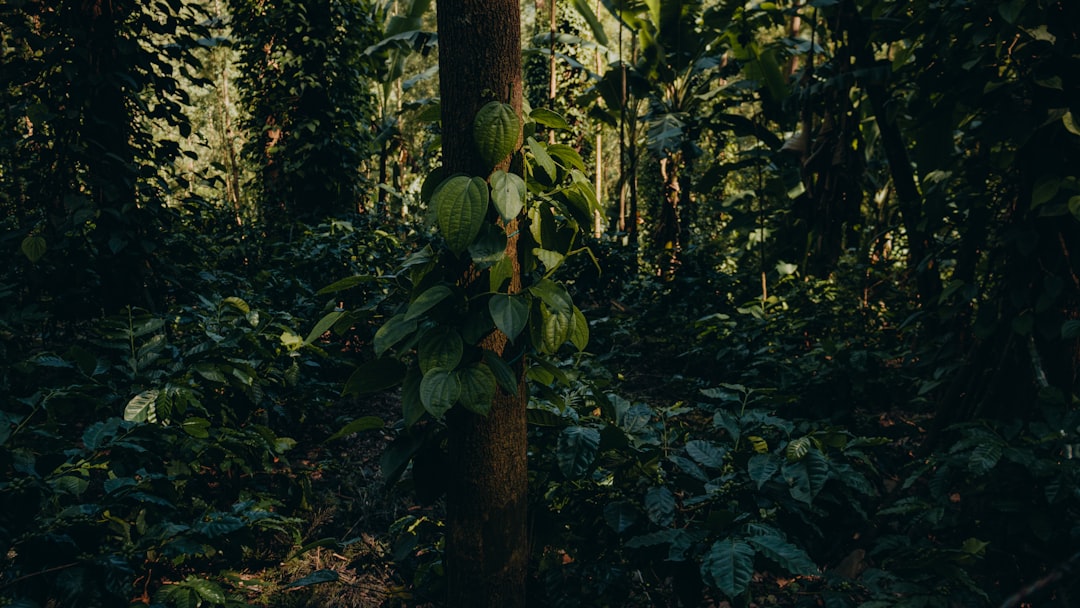 Photo jungle scout amazon