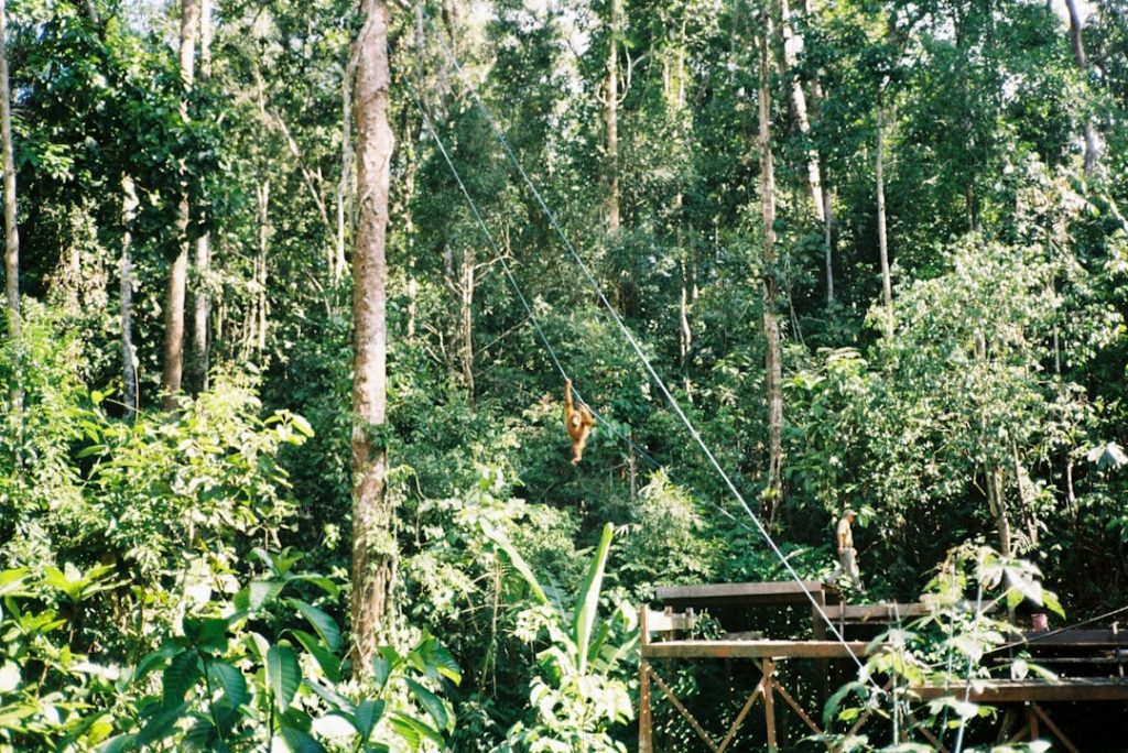 Photo jungle scout amazon