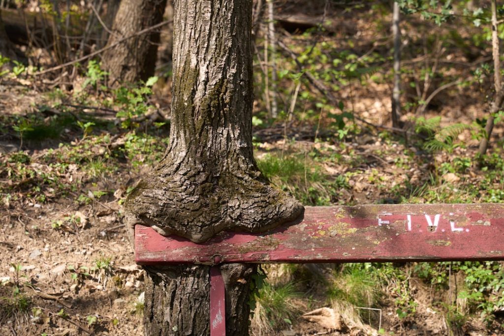 Photo dollar tree stock