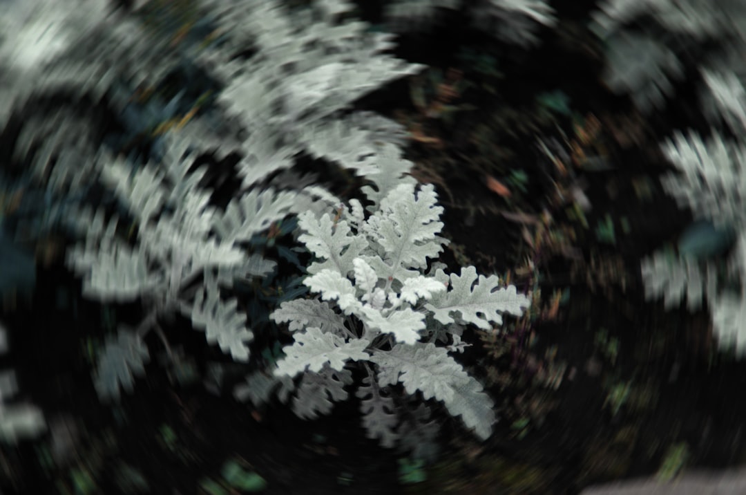 Photo snowflake stock price