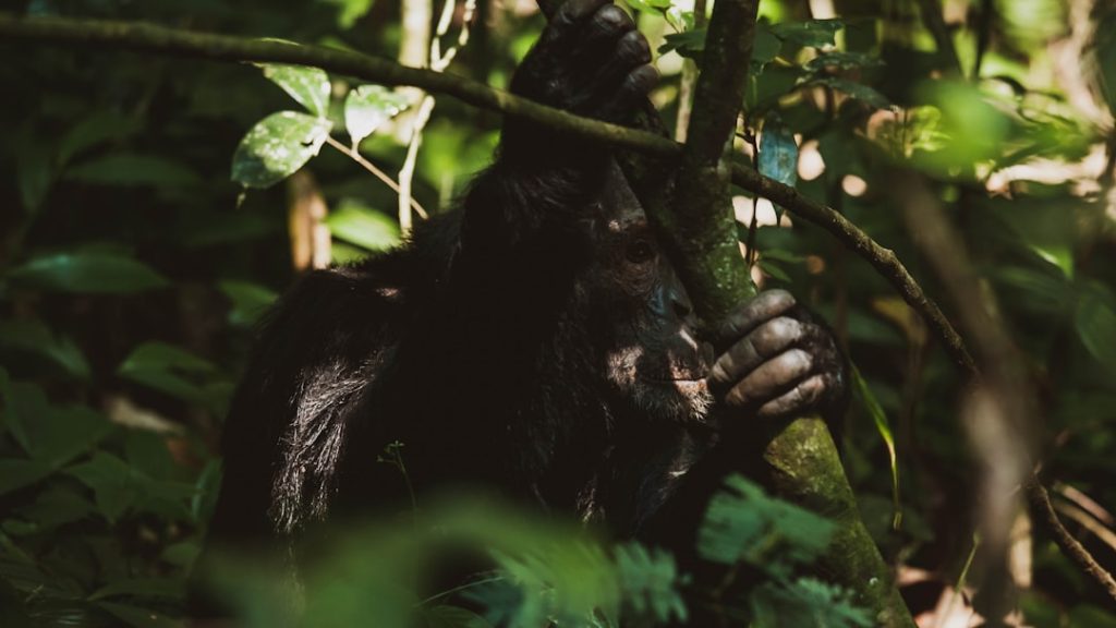 Photo jungle scout free sales estimator