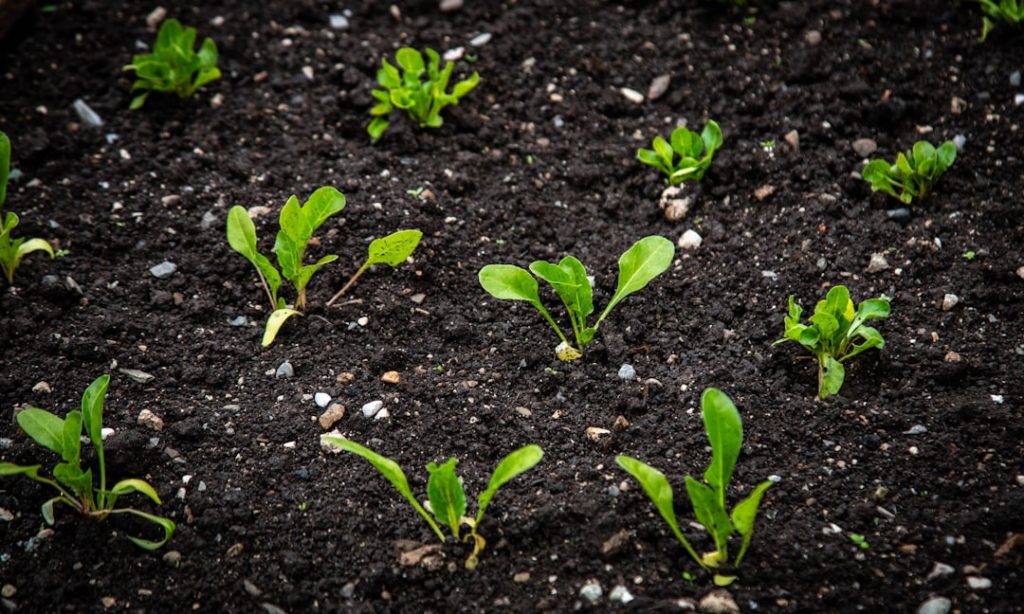 Photo organic growth business