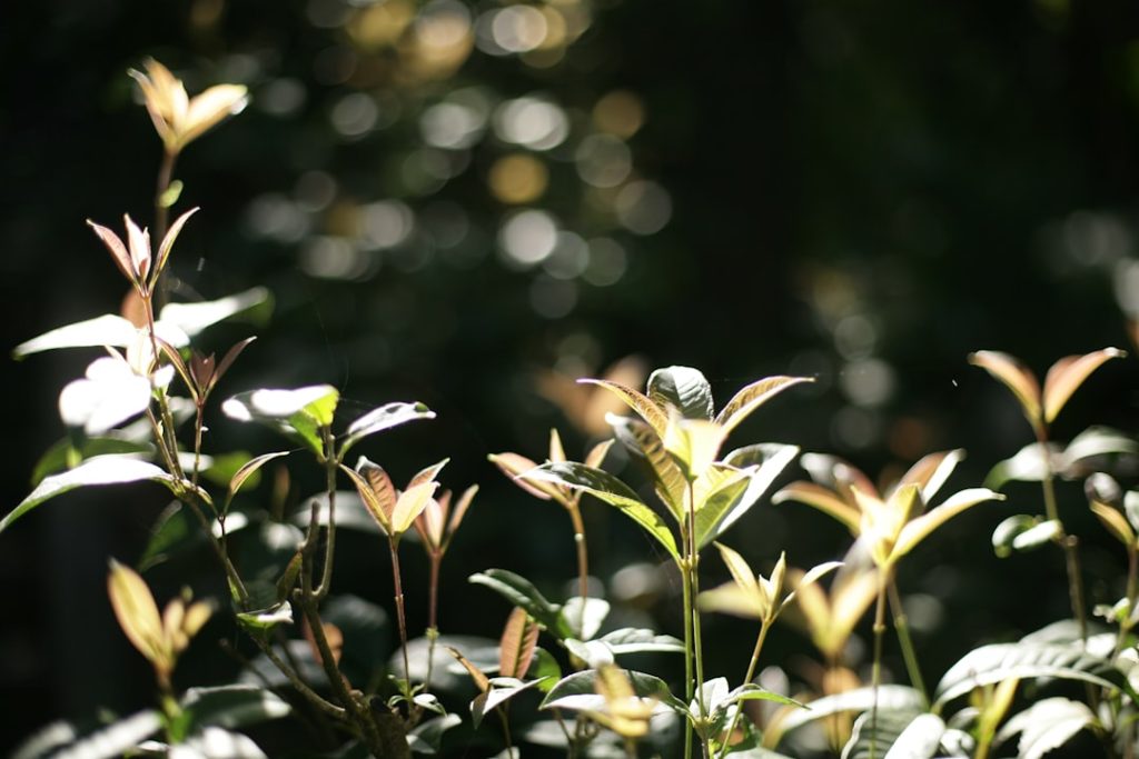 Photo organic growth