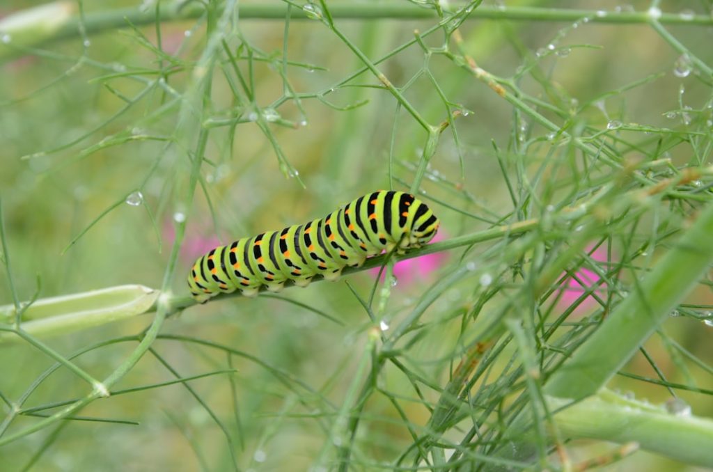 Photo caterpillar stock