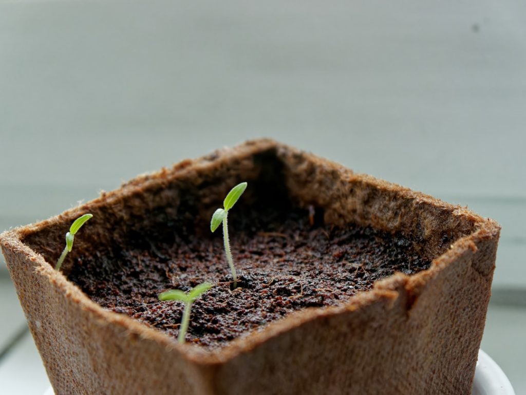 Photo startup grow