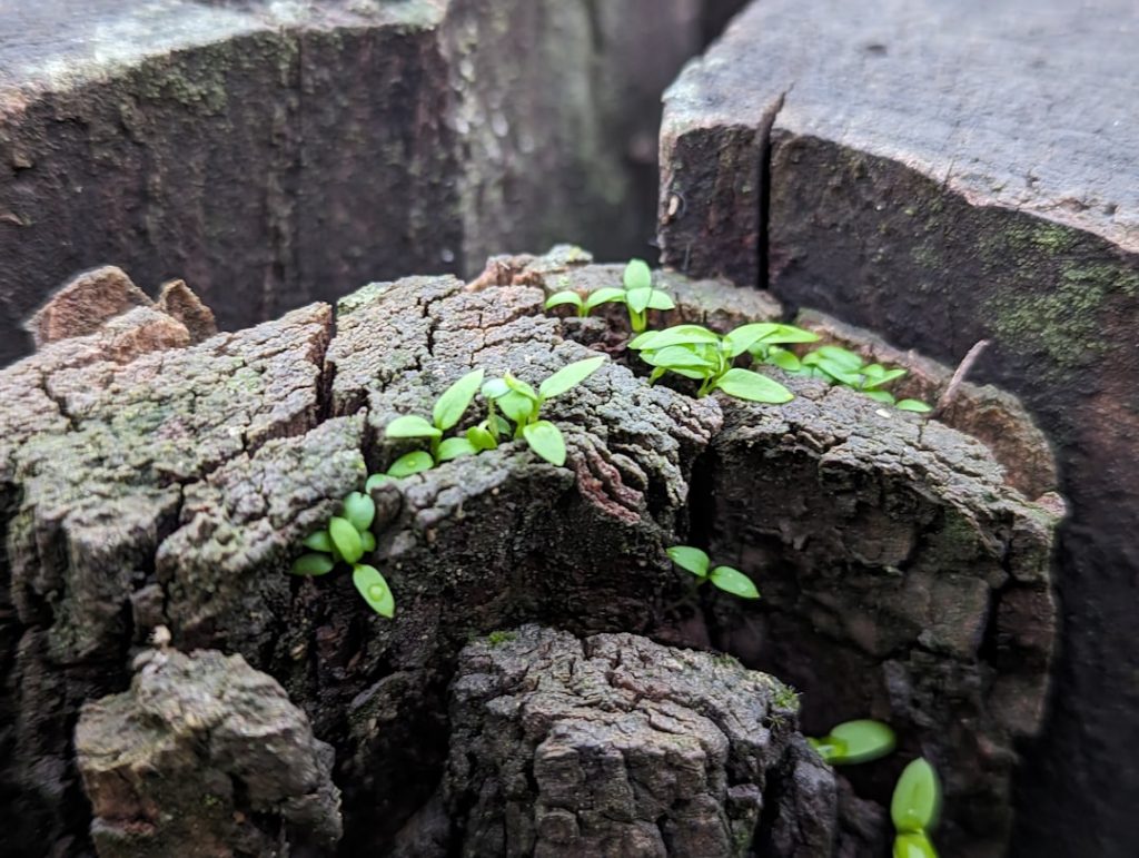 Photo growth strategy examples