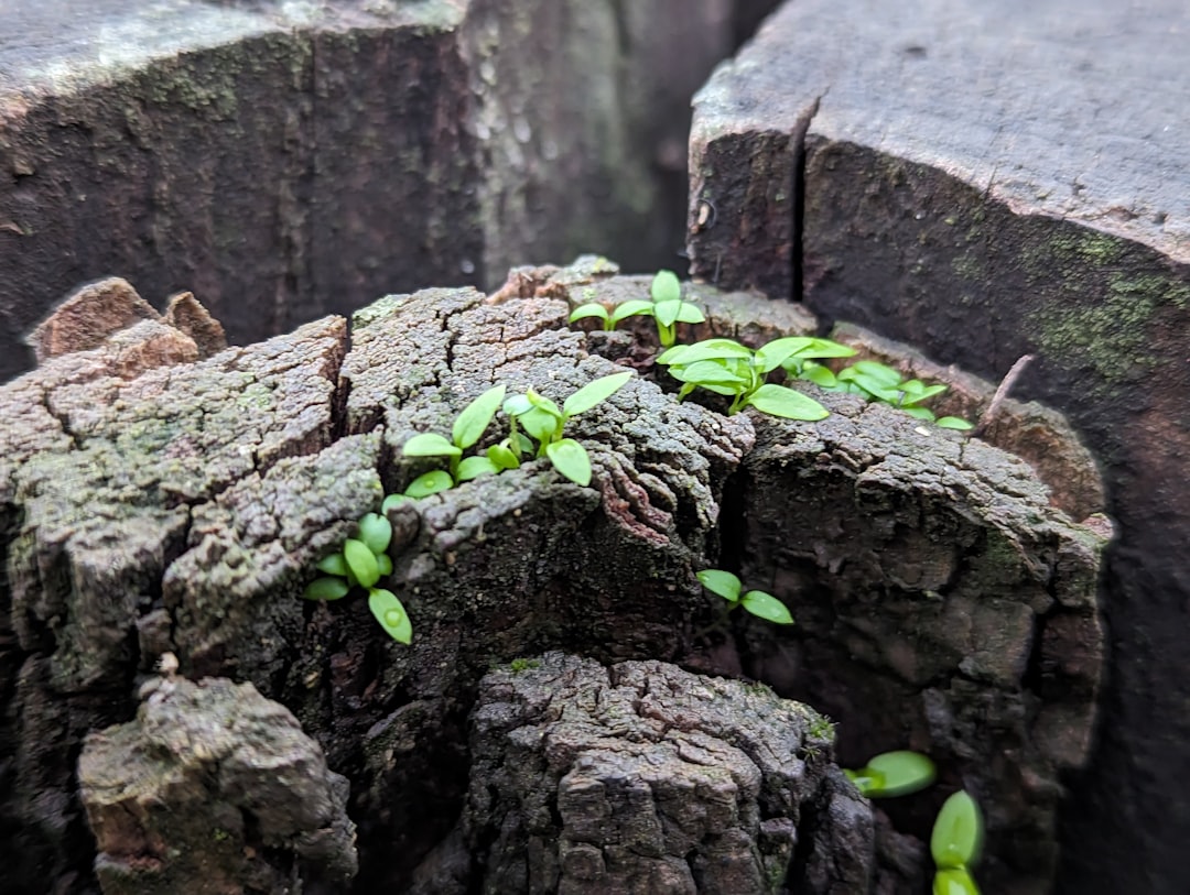 Photo growth strategy examples